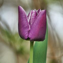 Close-up of pink flower