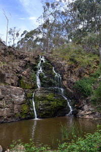 Scenic view of waterfall in forest