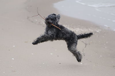 Cute happy little poodle dog at baltic sea beach in winter