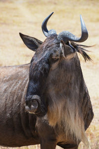 Close-up of a horse