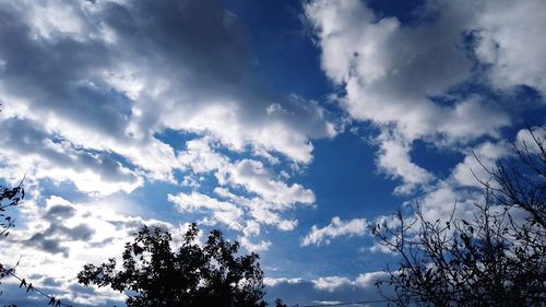 Low angle view of trees against blue sky