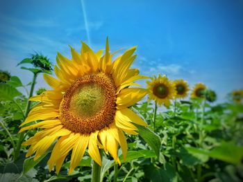 Close-up of yellow sunflower against sky