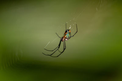 Close-up of spider on web