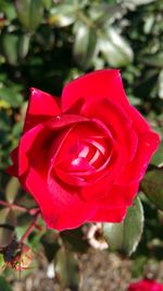 Close-up of red rose