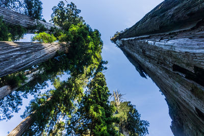 Low angle view of trees against sky