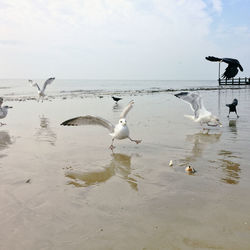 Seagull flying over the sea