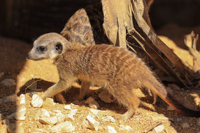 Close-up of an animal