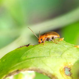 Close-up of insect on leaf