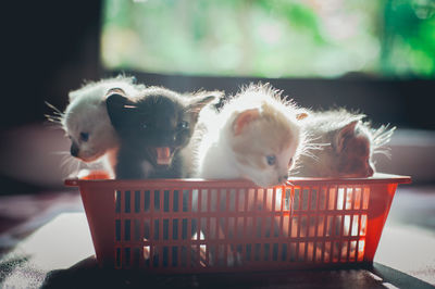 Close-up of kittens in plastic basket