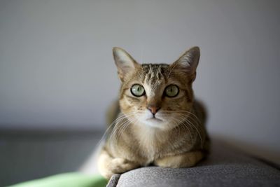 Close-up of cat