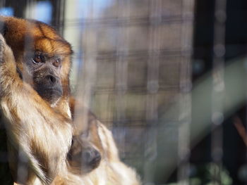 Close-up of monkey in cage at zoo