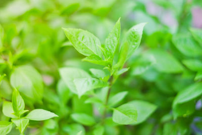 Close-up of plant leaves