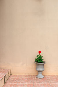 Vintage white flower pot with a red rose in the hallway lined with old brick red.