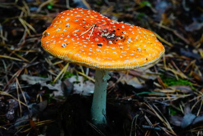 Close-up of mushroom growing on field