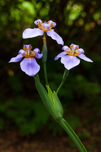 Close-up of purple flowering plant