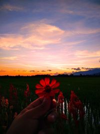 Person holding flowering plant on field against sky during sunset