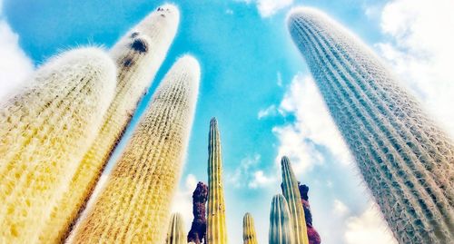 Low angle view of cactus plants against sky