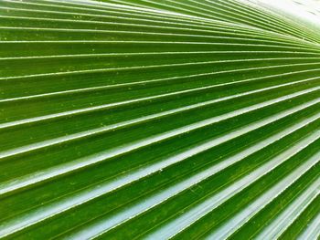 Full frame shot of palm leaf