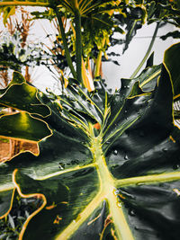 Close-up of fresh green leaves in water