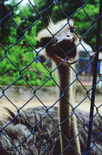 Close-up of chainlink fence in zoo