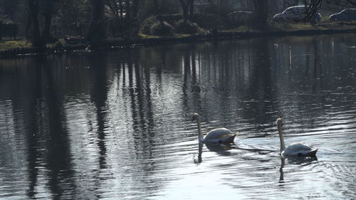 Ducks in the lake