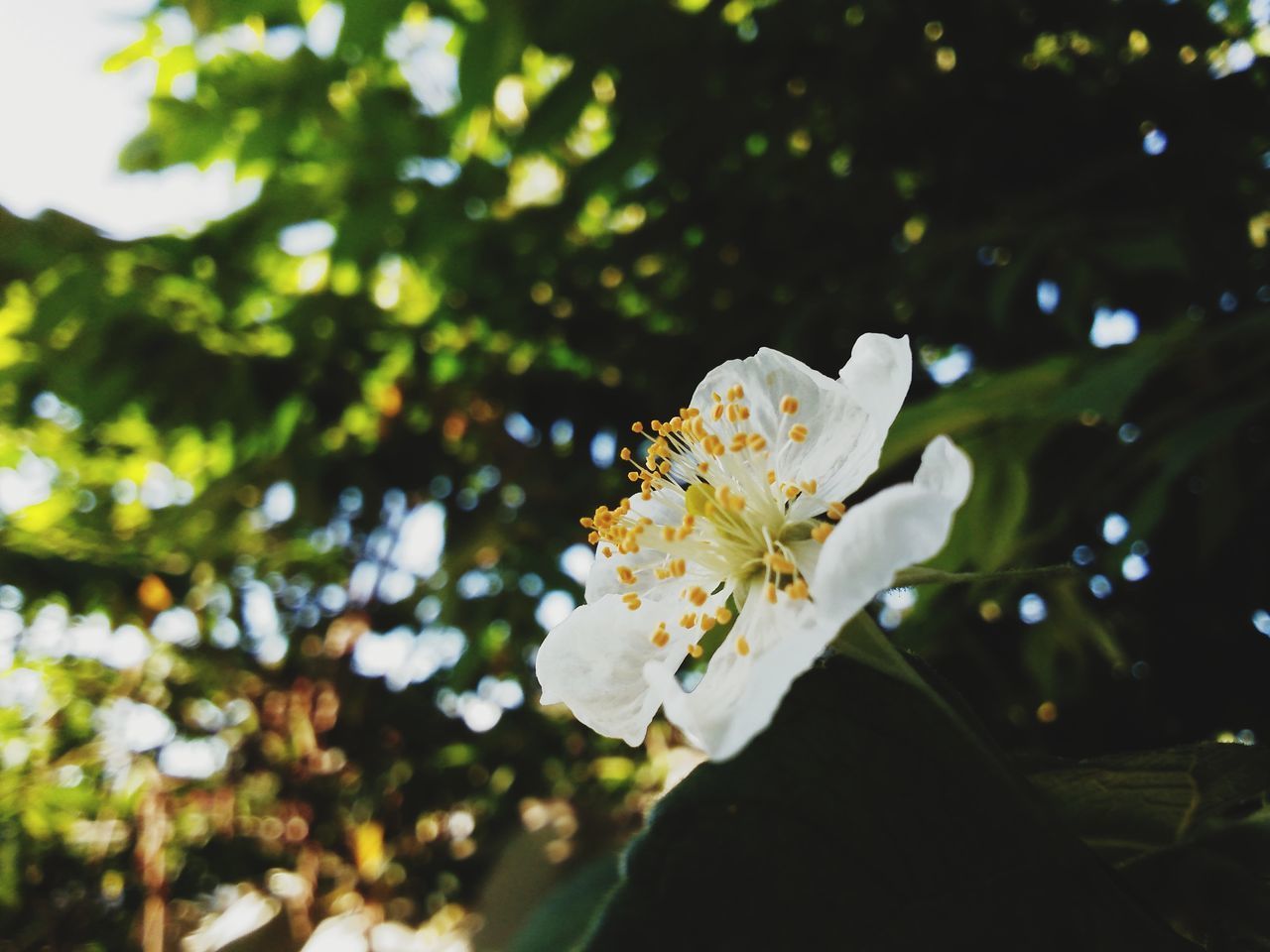 CLOSE-UP OF WHITE FLOWER ON PLANT