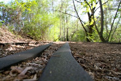 Surface level of railroad track in forest