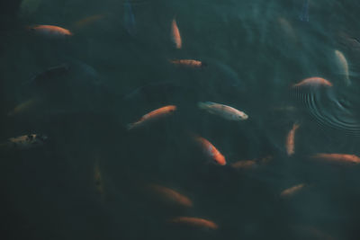 Fish swimming in sea