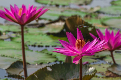 Close-up of pink water lily