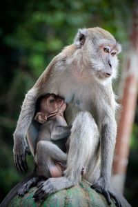 Close-up of monkey with infant on metal