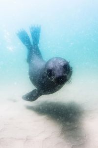 Fur seal swimming in sea