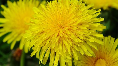 Close-up of dandelion