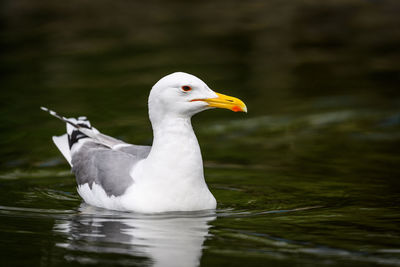 Close-up of seagull swimming in lake