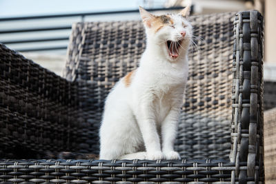 Cat sitting on railing