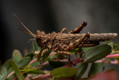 Close-up of insect on plant