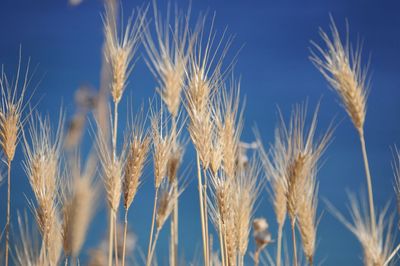 Close-up of wheat growing on field against blue sky