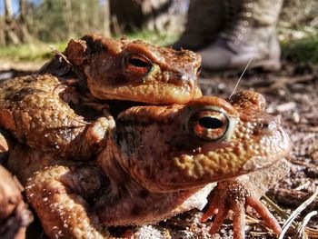 Close-up of frog toad pairing