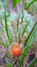 Close-up of fruit growing on plant in field