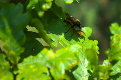 Close-up of bee pollinating flower