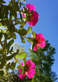 Low angle view of pink flowering plant against blue sky