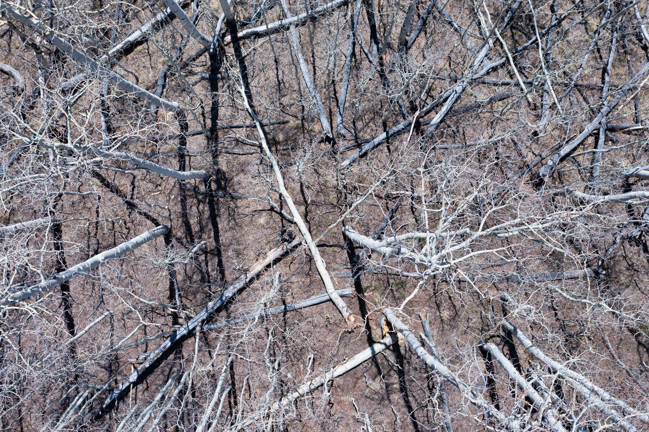 FULL FRAME SHOT OF BARE TREES DURING WINTER