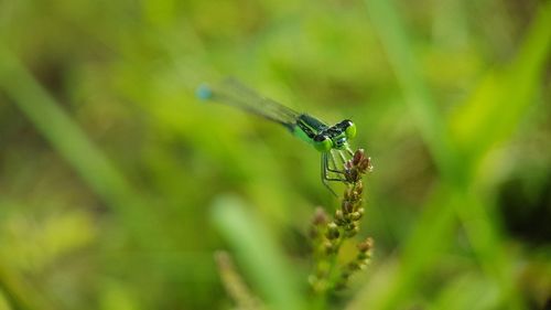 Close-up of damselfly on plant