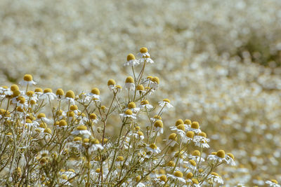 Close-up of flowers blooming in field