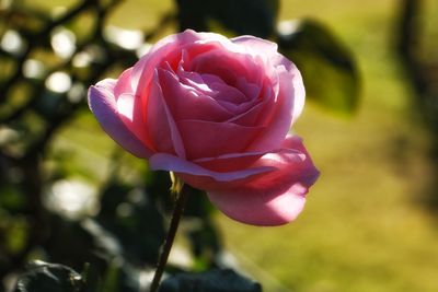 Close-up of pink flower blooming outdoors