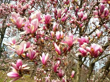 Close-up of pink cherry blossoms in spring