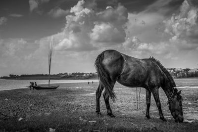 Horse standing in a field