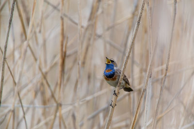 Close-up of bird perching on twig