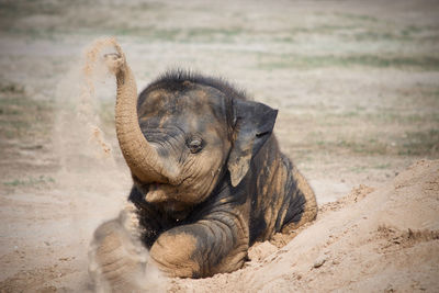 Elephant calf playing with sand on field