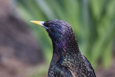 Close-up of bird