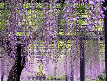 Purple flowers blooming in park